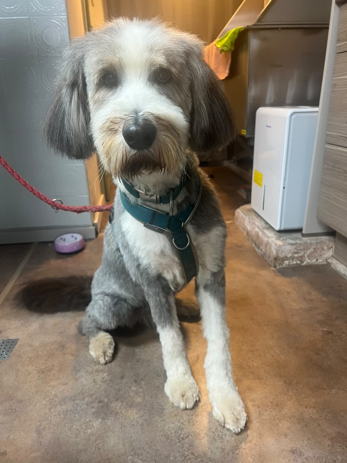 Grau-weißer Hund frisch frisiert im Hundesalon